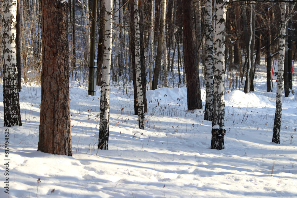 road in winter forest