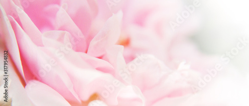 Bannière pétales de fleur photo