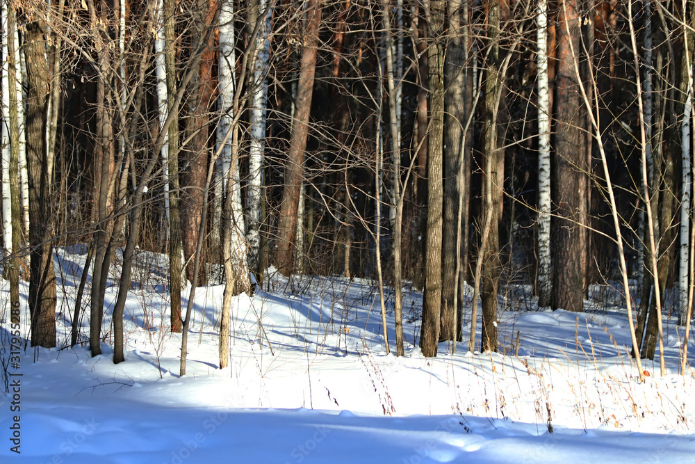 Fototapeta premium trees in snow