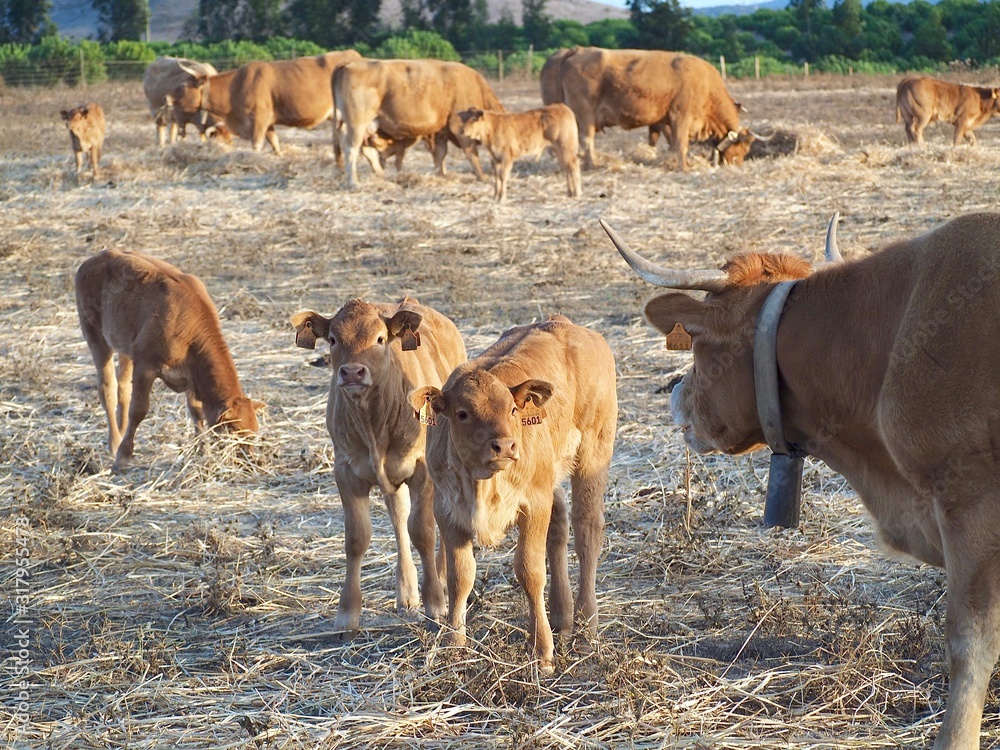 Cattle-cow herd with calves on a meadow