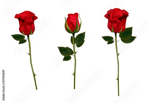 Red rose isolated on a white background. Vector illustration. Realistic rose. Bud. Colors for a bouquet. Design Element