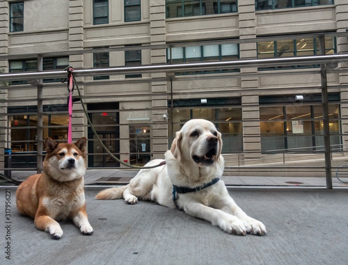 Two dogs waiting owner
