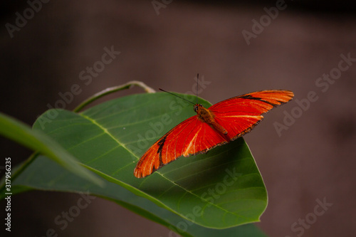 Canvas Print Red butterfly on a leaf