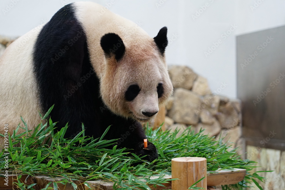 Fototapeta premium パンダ