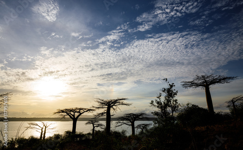 Sunrise with silhouette of Diego's Baobabs, adansonia suarezensis, close to Diego Suarez, Madagascar photo