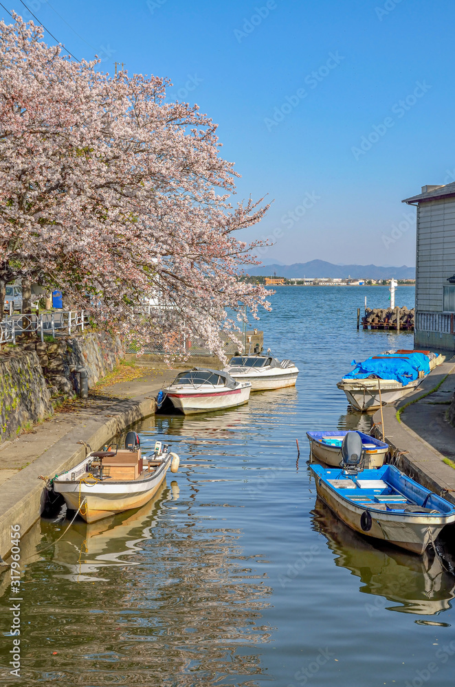 滋賀　堅田港の桜