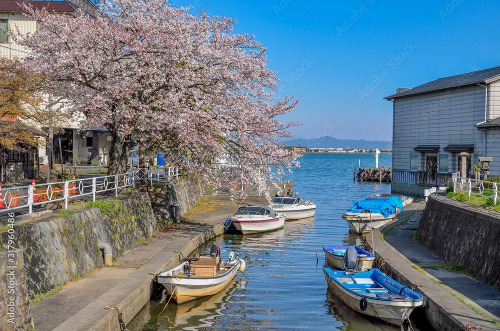 滋賀　堅田港の桜