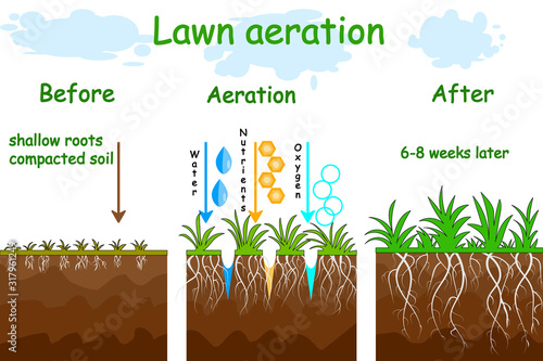 Lawn aeration stage illustration. Before and after aeration. Gardening grass lawncare, landscaping, lawn grass care service. Illustration for article, infographics or instruction. Stock vector photo