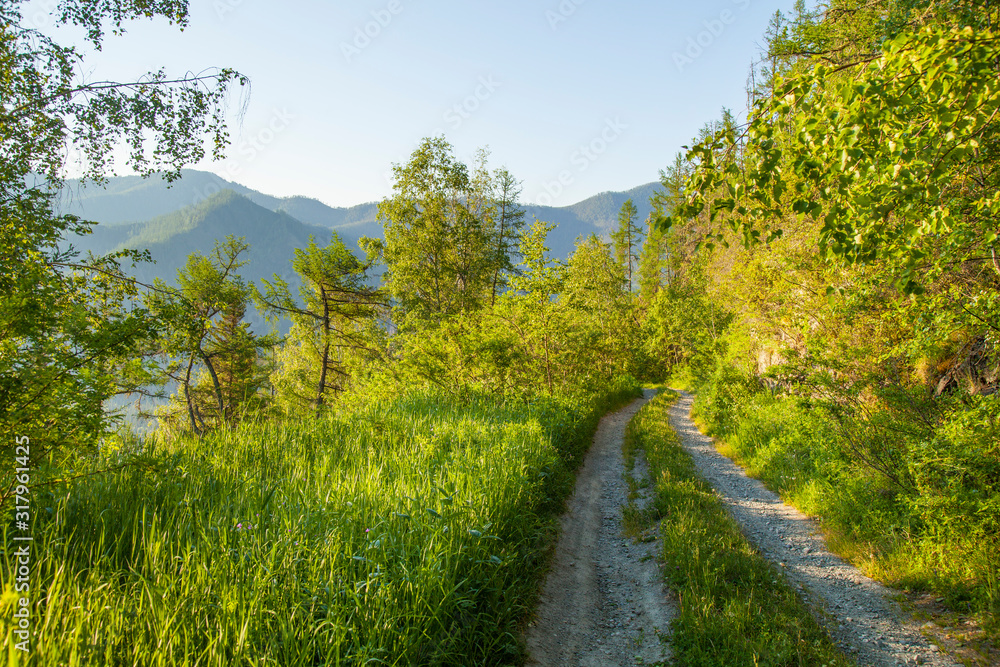 Mountain road, summer morning, green trees