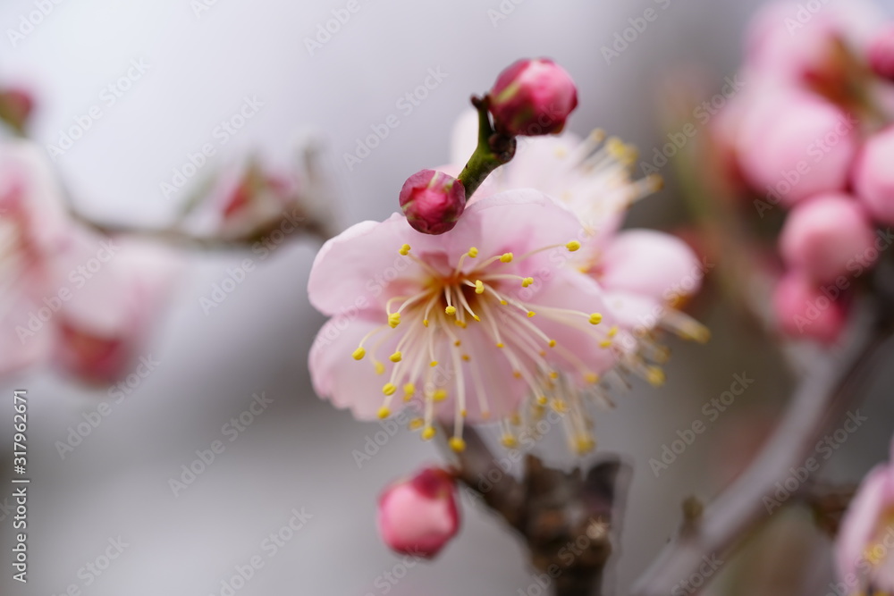 梅の花