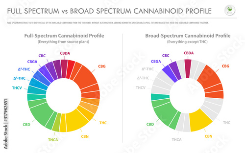 Full Spectrum vs Broad Spectrum Cannabinoid Profile horizontal business infographic illustration about cannabis as herbal alternative medicine and chemical therapy, healthcare and medical vector.