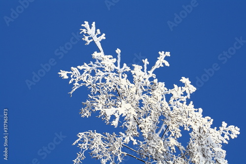 branch of a tree in snow                                                           