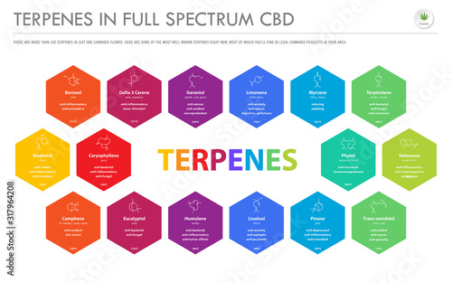 Terpenes in Full Spectrum CBD with Structural Formulas horizontal business infographic illustration about cannabis as herbal alternative medicine and chemical therapy, healthcare and medical vector.