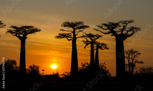 Silhouette at sunset of Baobab giants and the Alley of the Baobabs, Morondava, Madagascar photo