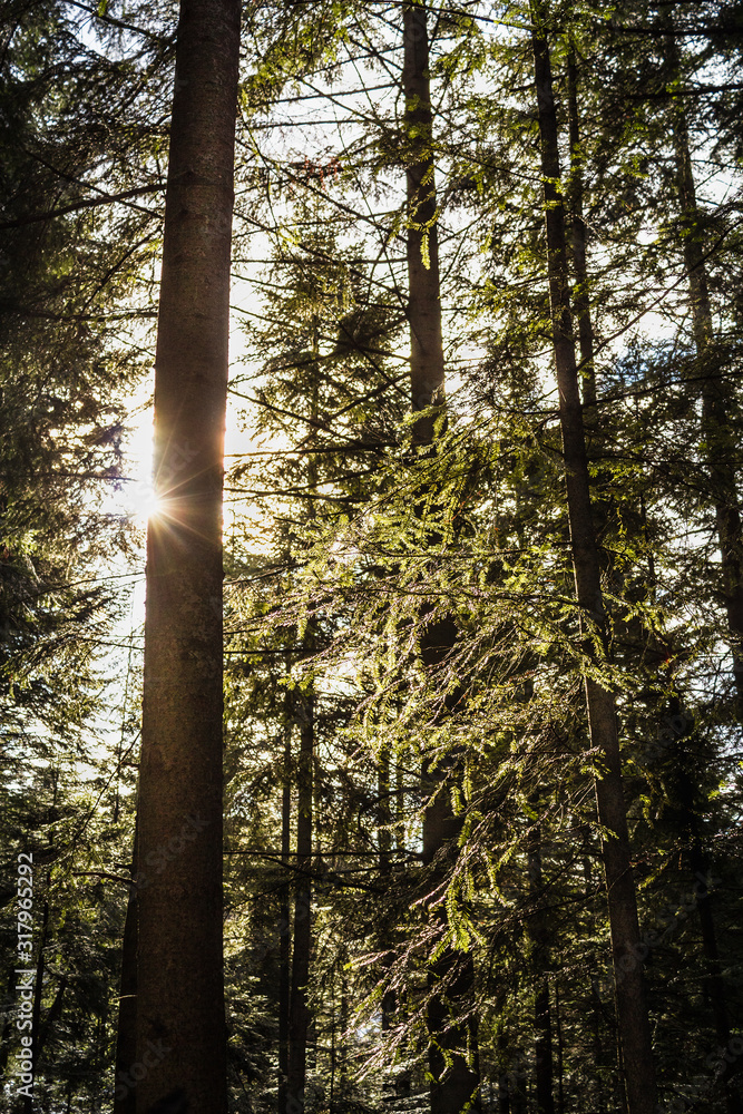 Fototapeta premium Coniferous forest backlit by sun in late autumn