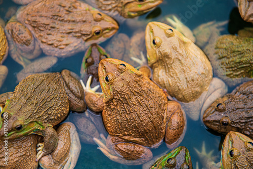 Valokuva Frogs in the pond