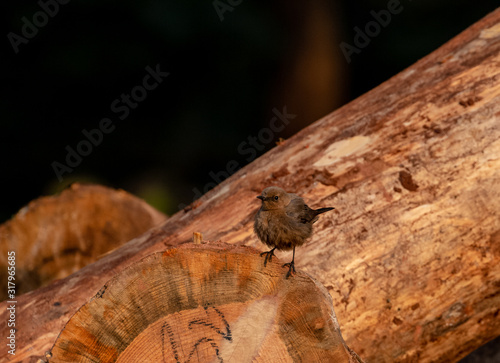 Indian Bushchat female bird on wood