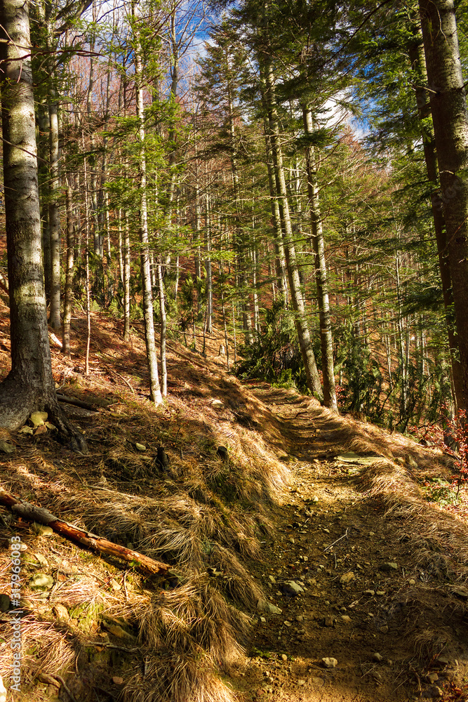 Fototapeta premium Mountain path in late autumn. Beskids, Poland.