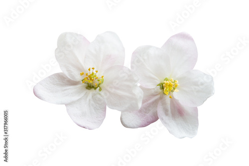 apple tree flowers isolated