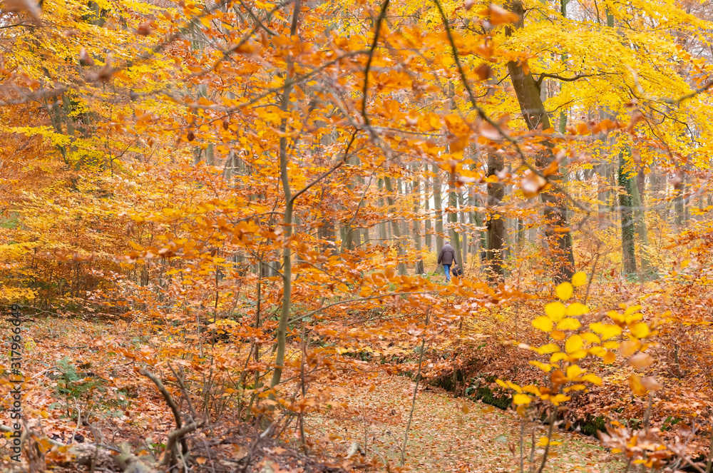 lonely figure walks in colorful autumn forest near utrecht in holland