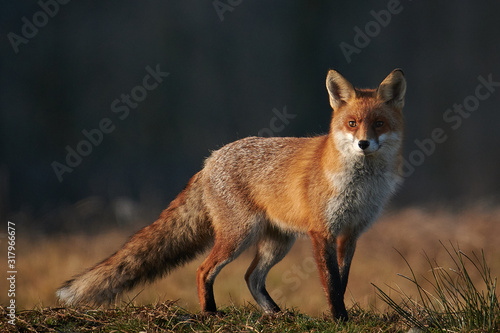 Red fox closeup stock photo.