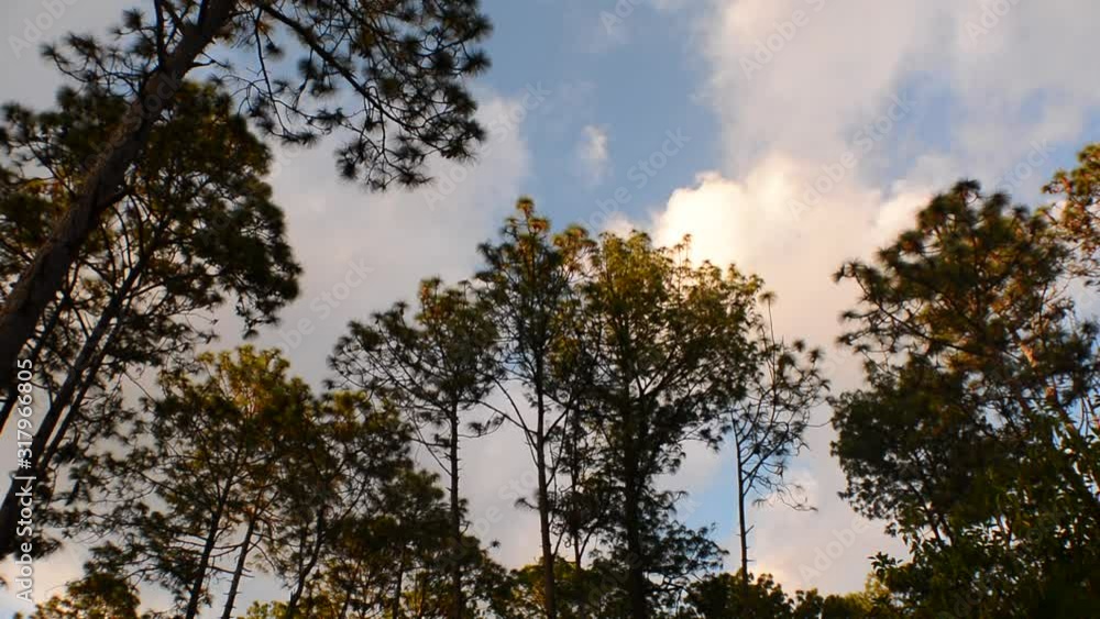 beautiful shot of the treetops moving with the wind and clouds behind. beautiful shot of the treetops moving with the wind and clouds behind.