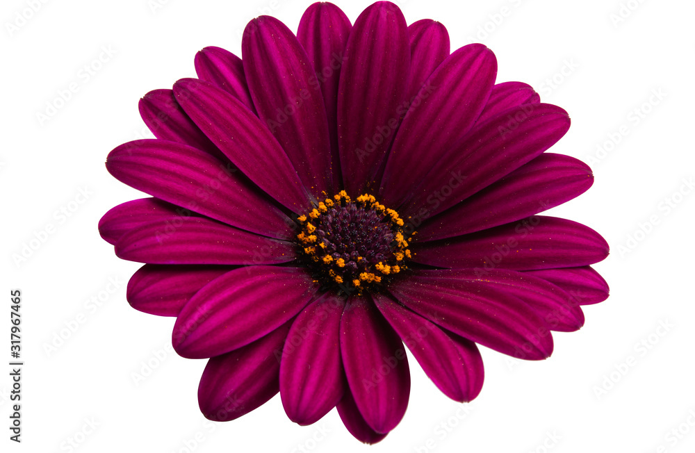 Osteosperumum Flower Daisy Isolated Osteosperumum Flower Daisy Isolated