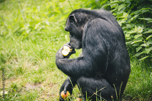 monkey eating