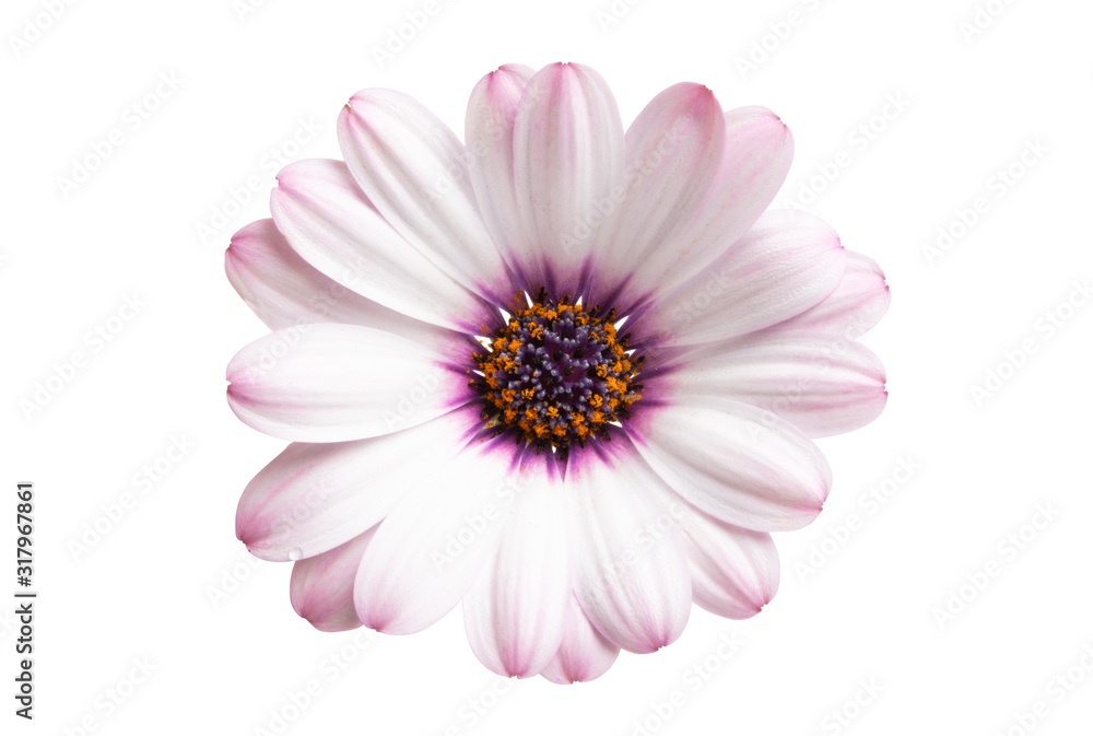 Osteosperumum Flower Daisy Isolated Osteosperumum Flower Daisy Isolated