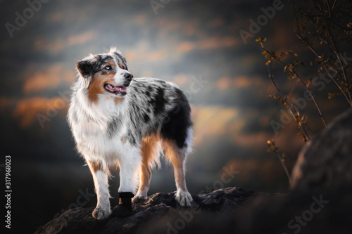 Australian shepherd - in sunset