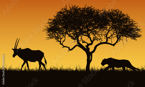 Realistic illustration of a creeping lion and gazelle or antelope silhouettes. The feline hunts for an oryx. Safari landscape with grass  tree and orange sky  vector