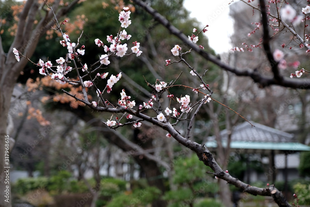 横網町公園の日本庭園で梅の花が咲く風景
