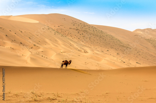 a camel in Badain Jaran Desert, desert, Inner Mongolia, the third largest desert in China, with the tallest stationary dunes on Earth and 100 spring-fed lakes between the dunes