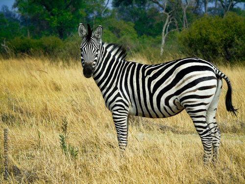 zebra in africa in the Okavango Delta Botswana.