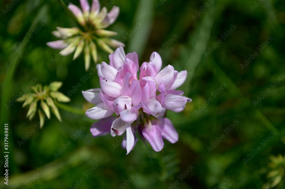 Pink lilac field flower clover in the field in the afternoon. Pink lilac field flower clover in the field in the afternoon.