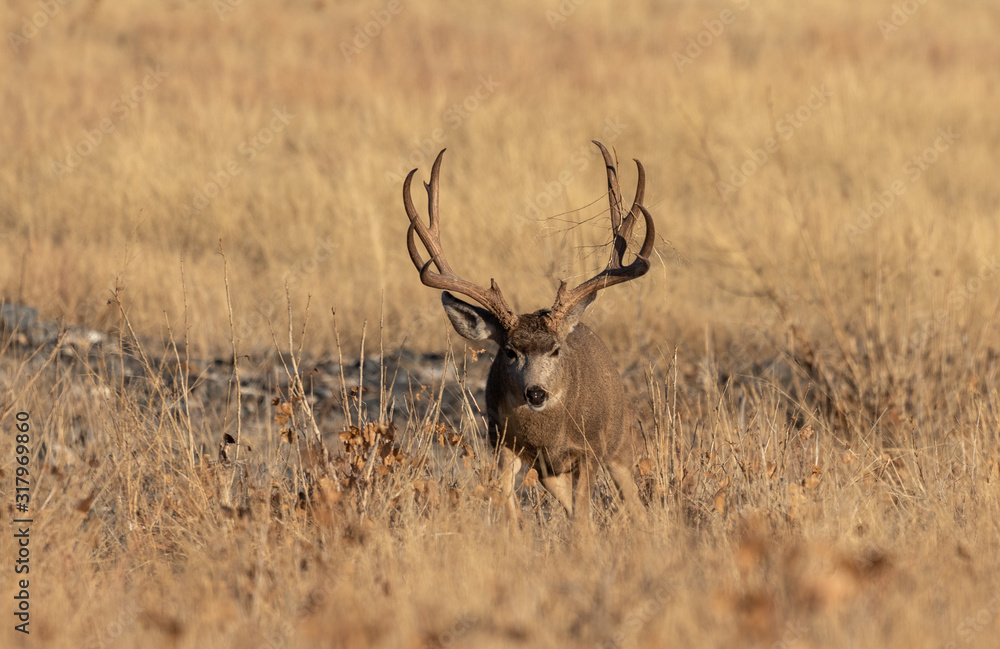 Buck Mule Deer in Colorado in Autumn Buck Mule Deer in Colorado in Autumn