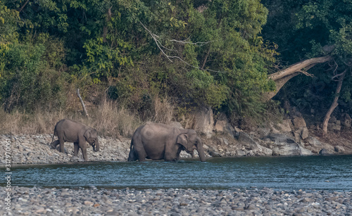 Big aisatic elephant female crossing ram ganga river at jim corbett national park with cub elephant
