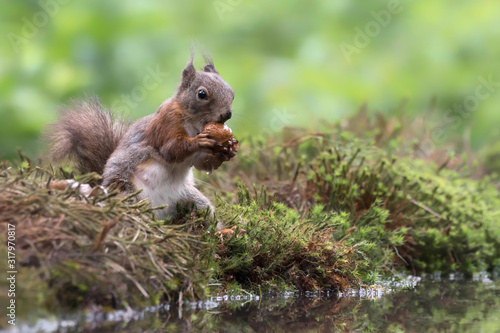 Eurasian red squirrel (Sciurus vulgaris) eating a hazelnut on the waterfront in the forest of Noord Brabant in the Netherlands. © Albert Beukhof