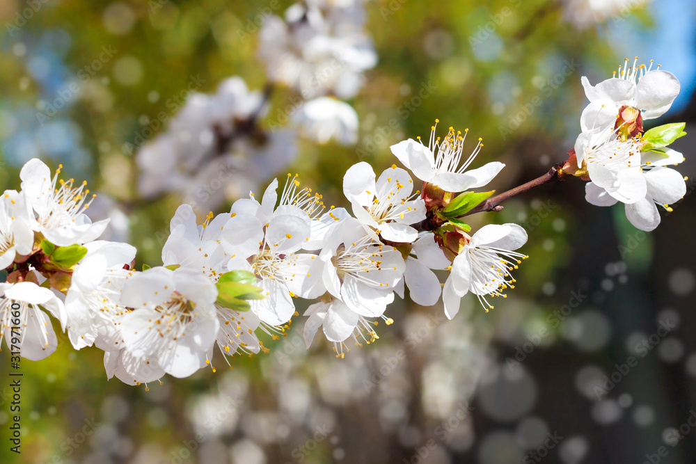  Flowering apricot tree branch with bokeh. Spring concept