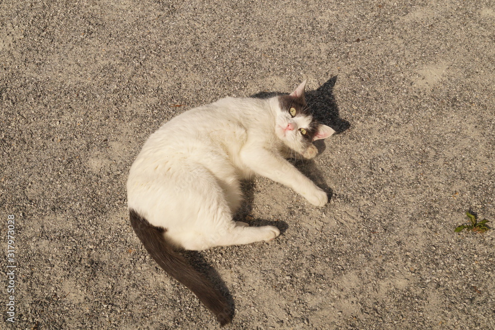 White-gray cat basking in the sun while lying on the gruss.