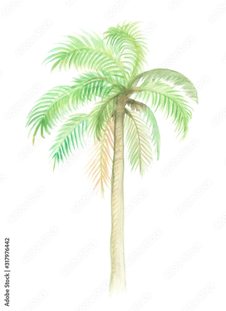 Obraz premium isolated coconut tree watercolor illustration, isolated nature on white background