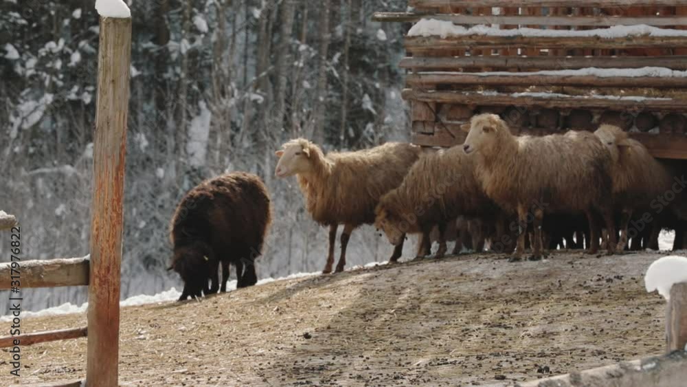 Winter sheep farm, winter 2019. three sheep looking to one side Winter sheep farm, winter 2019. three sheep looking to one side