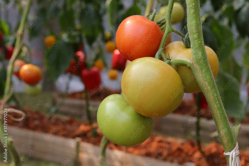 Photo of group of tomato hanging on tomato tree in plantation.