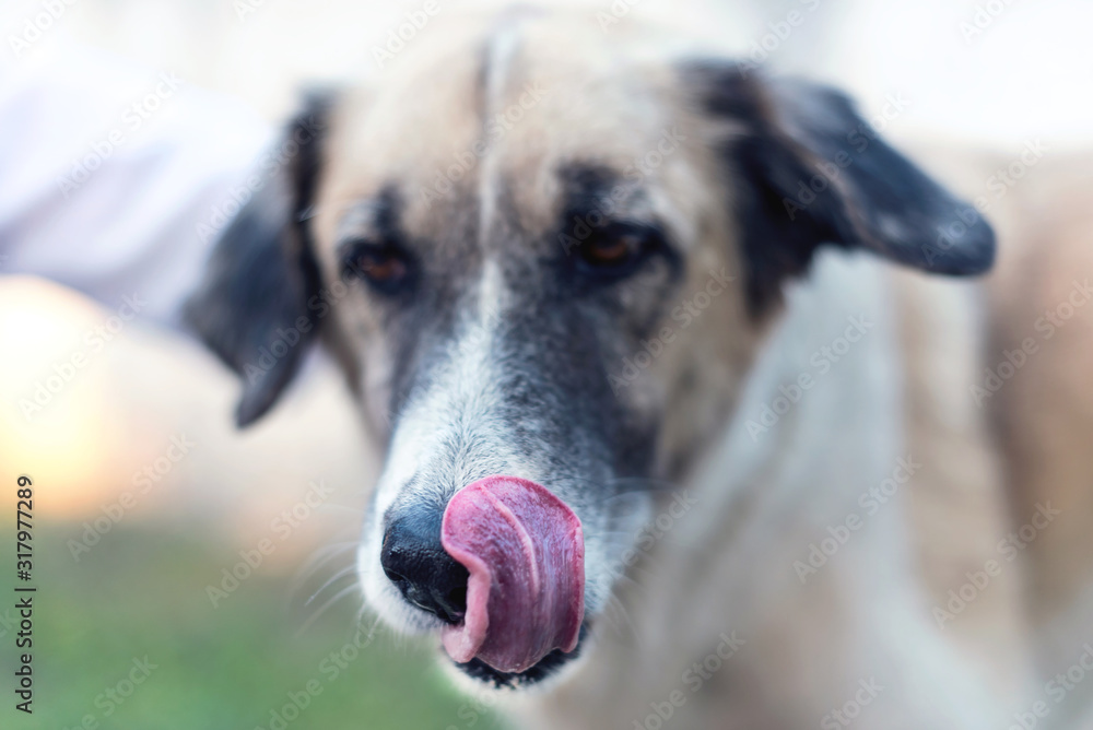 Funny dog portrait with it's pinky tongue in a garden, close up, macro photography Funny dog portrait with it's pinky tongue in a garden, close up, macro photography