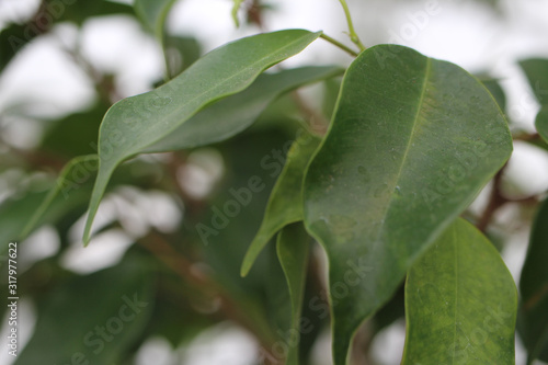 Fig Leaves