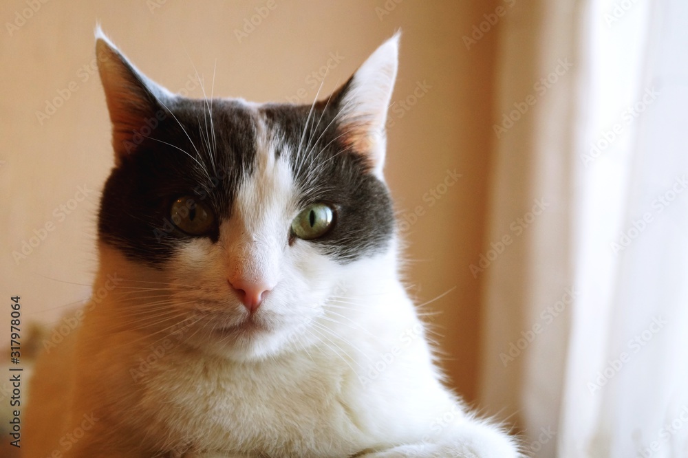 A white-gray cat with green eyes lies and looks at the camera.