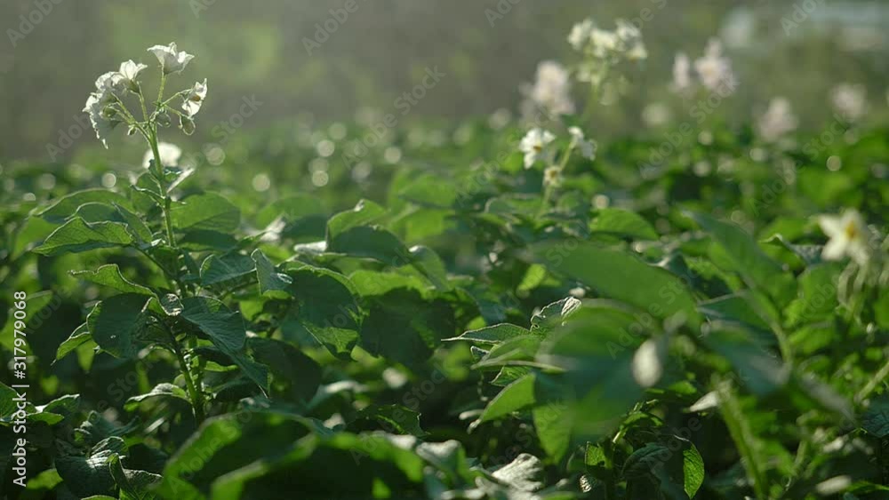 Green potato plants growing on plantations. Rows of green flowering potato bushes. Breeding potato varieties. Farming field in summer, water drops. Green potato plants growing on plantations. Rows of green flowering potato bushes. Breeding potato varieties. Farming field in summer, water drops.