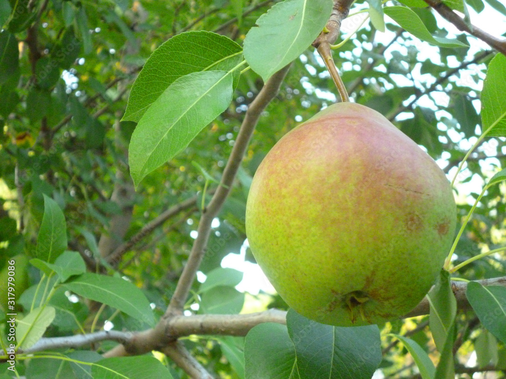 Fruit Tree Fruit Tree