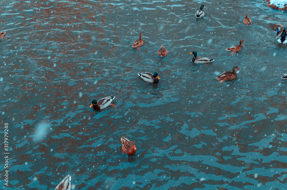 in snowfall, the lake is warm blue in winter. wild ducks swim, wintering waterfowl. ice-free lake in the city park, snowflakes on colorful feathers. Cute bird green and orange head in snowfall, the lake is warm blue in winter. wild ducks swim, wintering waterfowl. ice-free lake in the city park, snowflakes on colorful feathers. Cute bird green and orange head
