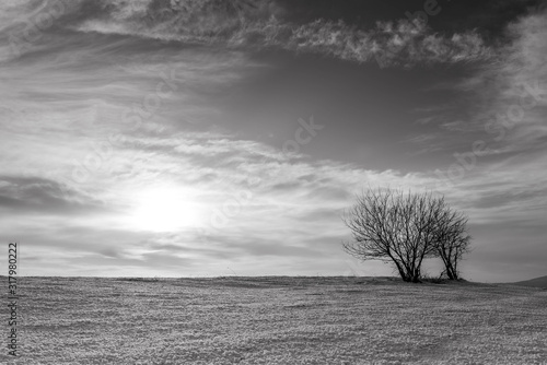 Monochrome image of two young trees in the melted snow at the top of a hill at sunset, vibrant sky with white clouds.